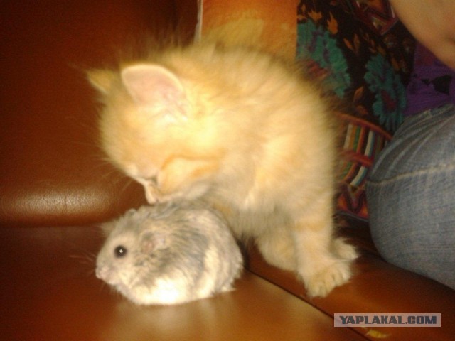 Котовторник 16.04.2013