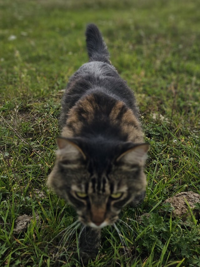Снимки очень злых котов, которые всё равно остаются милашками