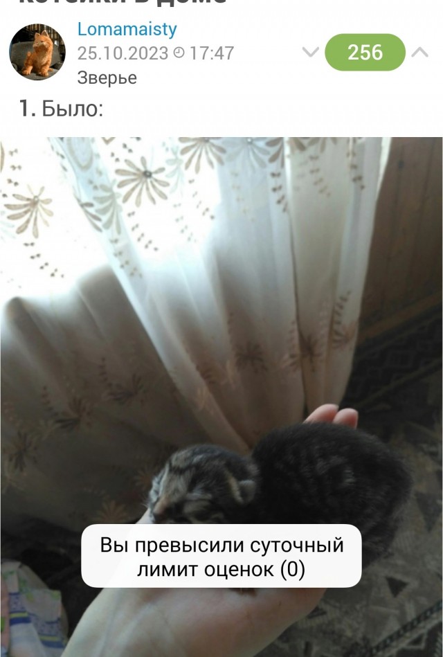 Было-стало, или как тусклый мир расцвёл при появлении котейки в доме