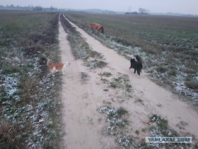 Жизнь домашнего приюта для котеек 472