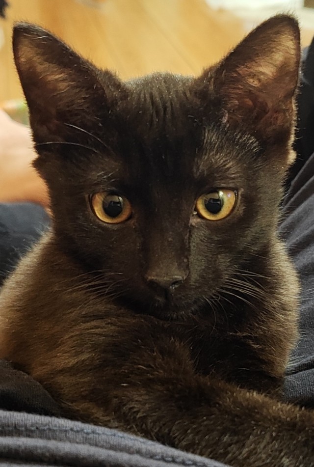 Мой котяра