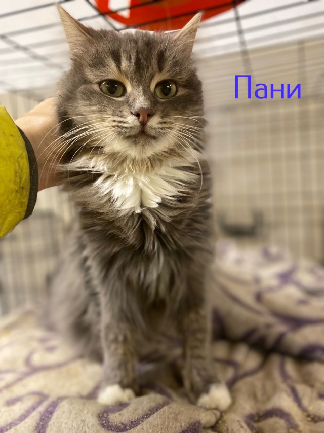 Жизнь домашнего приюта "Котоленд" 424