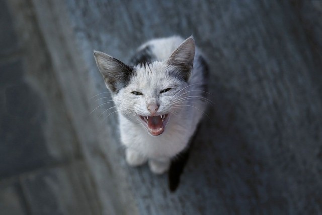 Кот дня