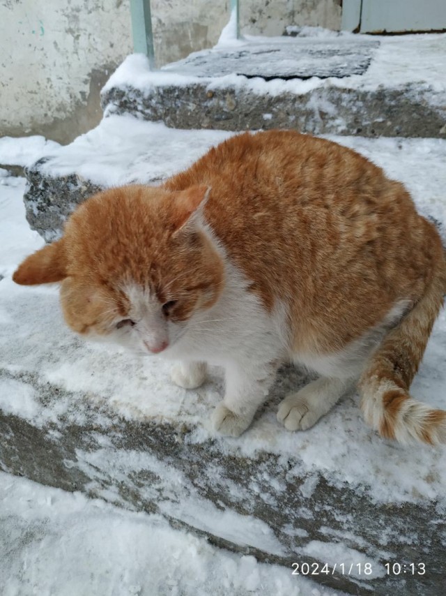 Котики черноморского побережья
