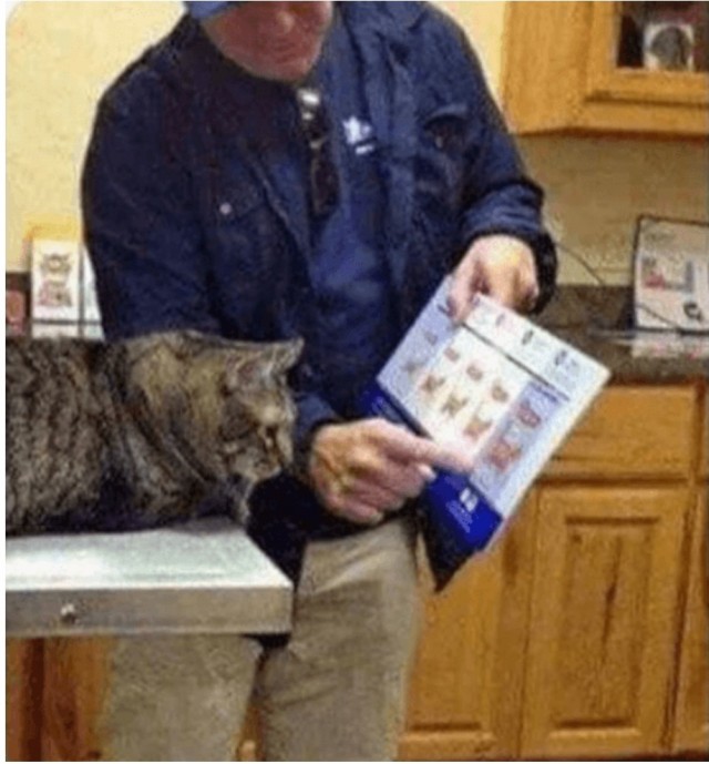Коту показали картинку, демонстрирующую, насколько он толстый
.