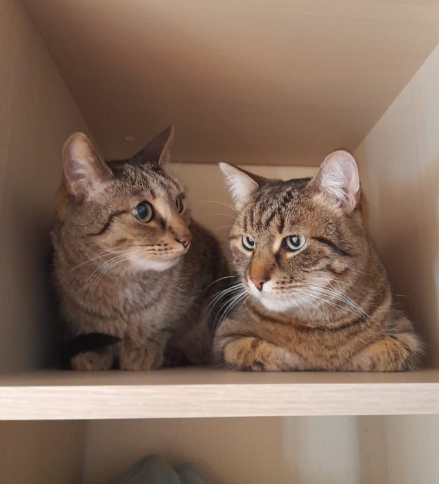 Котовторник