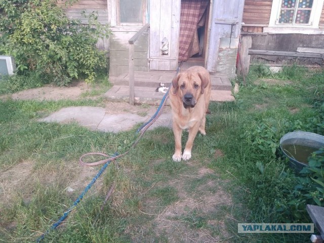 Жизнь домашнего приюта для котеек 502