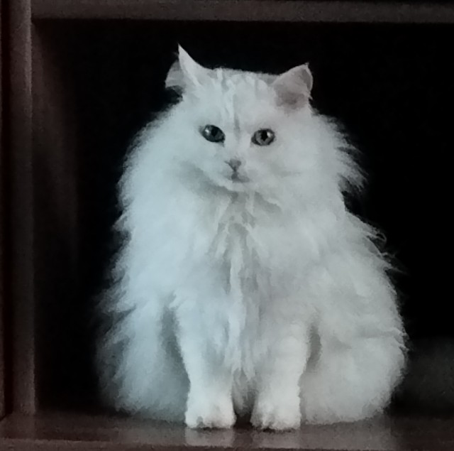 С Котовторником!