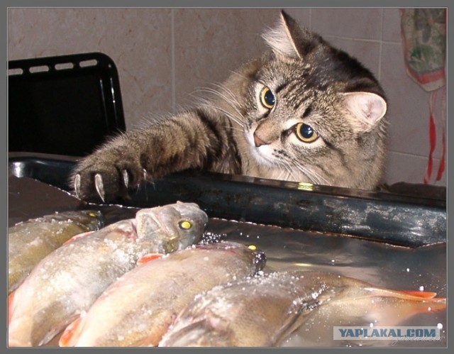 Кошачья мечта.