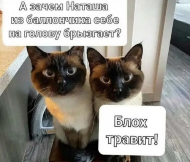 К котовторнику: подборка картинок-баянов с котиками и про котиков. Выпуск 2.