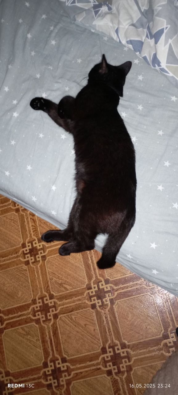 Нестандартный кот