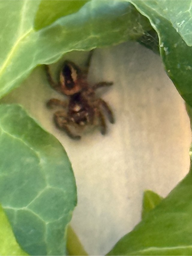 Кто знает, что за паук?