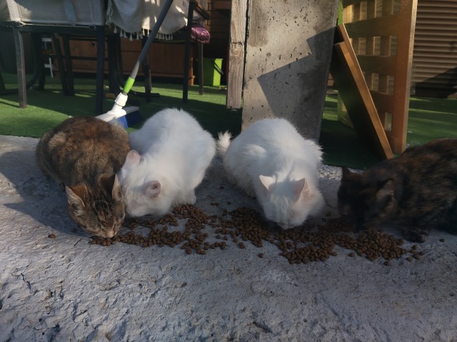 Мои пе..дюки.