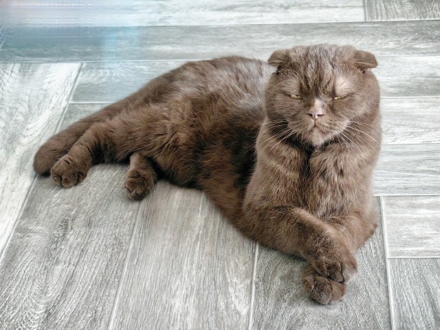 Священный кот