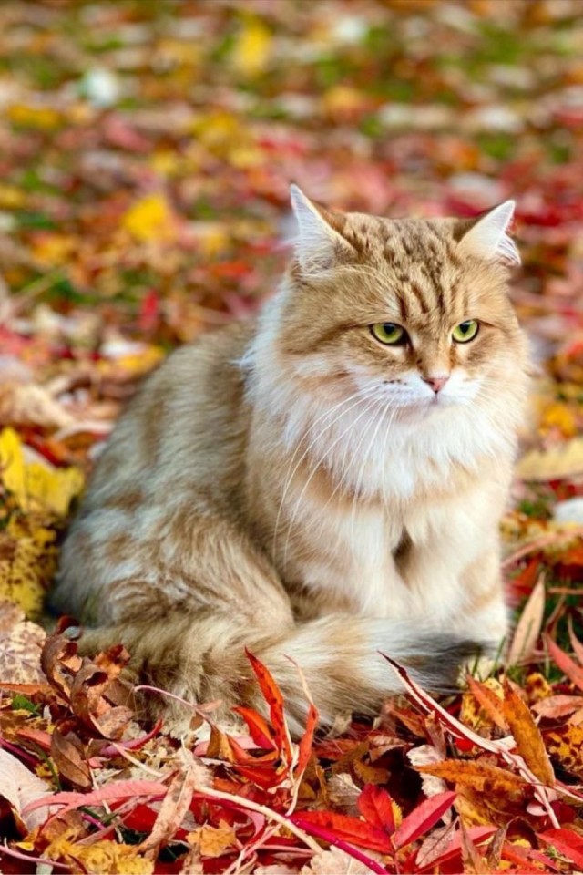 Осенний кот