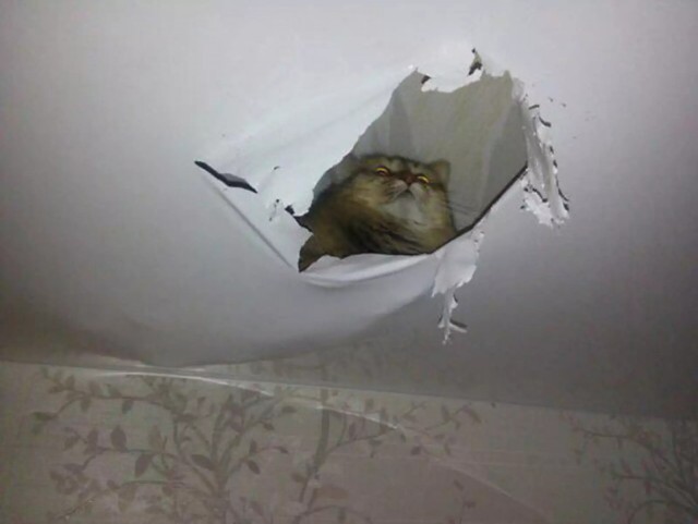 А ну вылазь червяк поганнай.