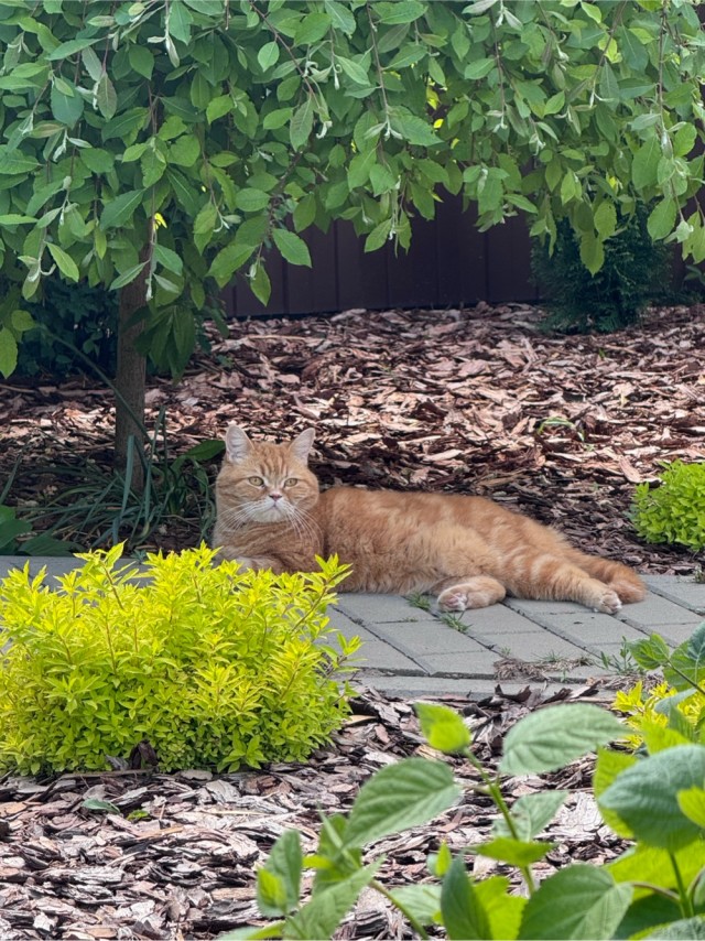 К котовторнику)