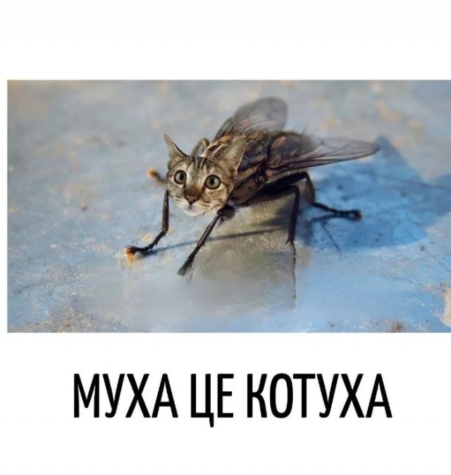 Картинки для деградации 66 (разной степени свежести)