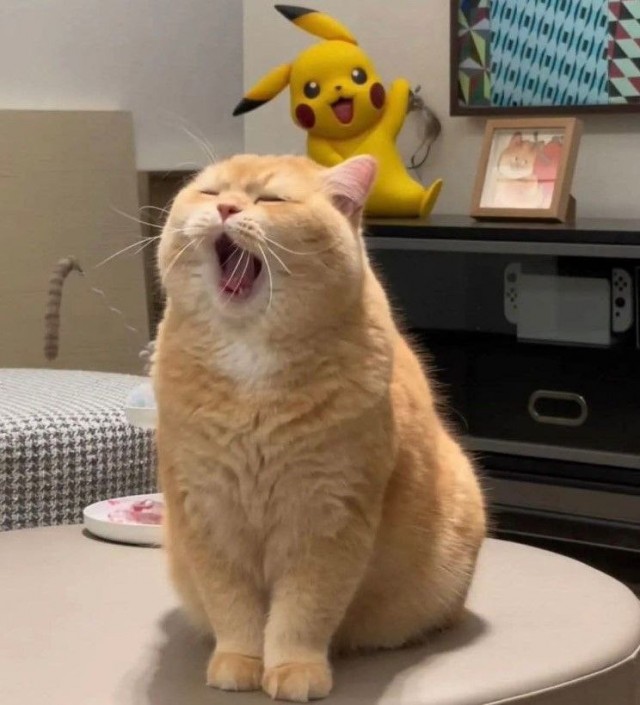 -Вася, мать твою мохнатую!