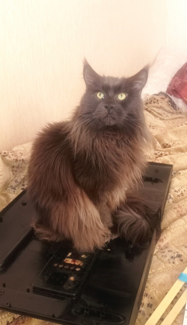 Завёл кота на пол седьмого⁠⁠