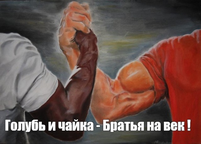 Все те люди, которые ругают голубей в городе и называют их летающими крысами -