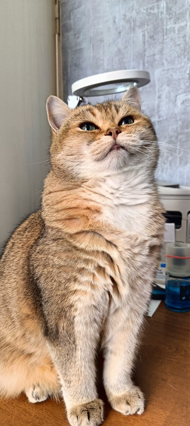Степана вам в котовторник