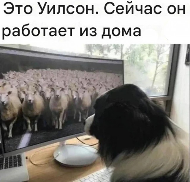 Винегрет из собак
