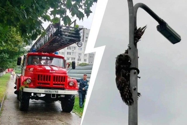 В Тольятти спасатели, пожарные и гаишники достали застрявшую сову-терпилу