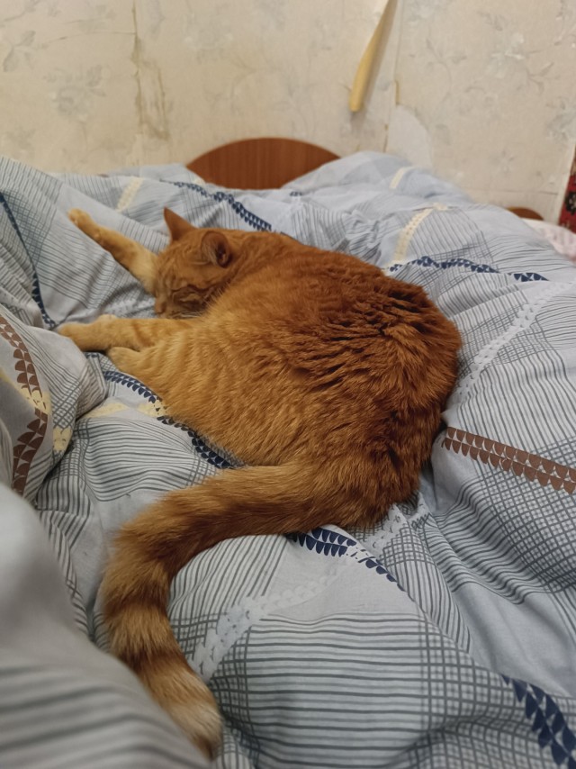 Дикого кота заимел