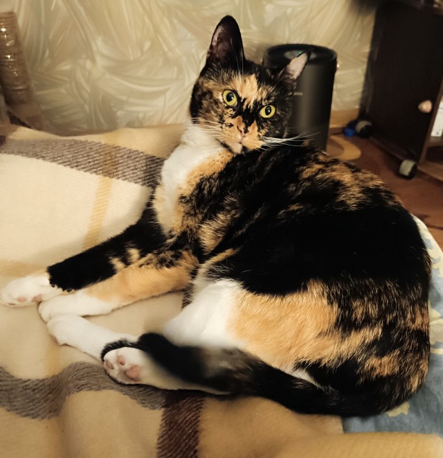 К-котовторник