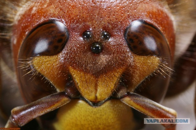 Шершень (Vespa crabro)