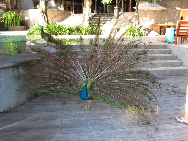 Как я съездил на Сейшелы