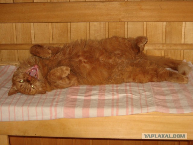 А у тебя есть фото твоей зевающей котейки ?