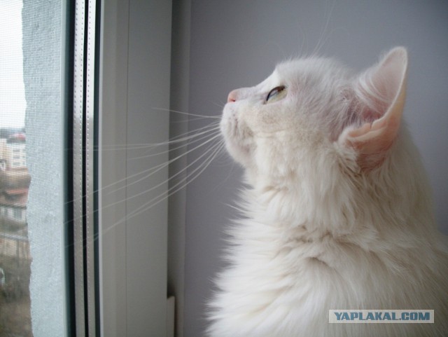 Котовторник 25.11.2014