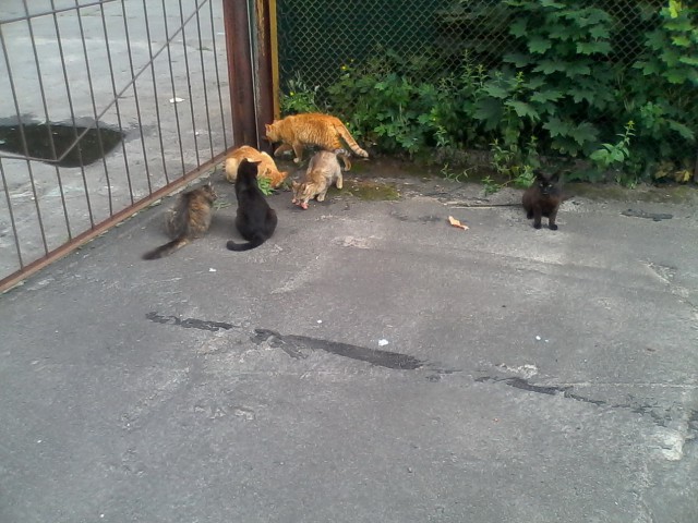 Котовторник 20.01.2015