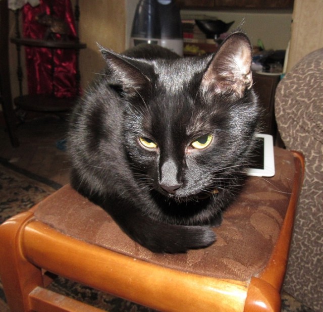 Котовторник