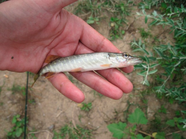 Щука, 12 кг, Волга