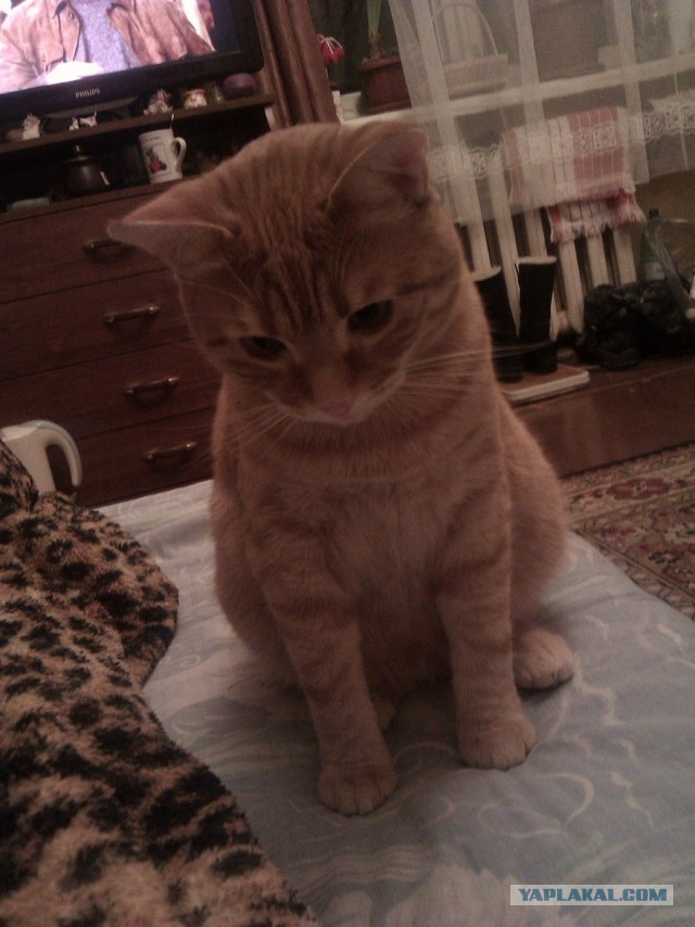 Котовторник 12.03.13