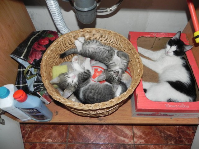 Котовторник 28.07.2015