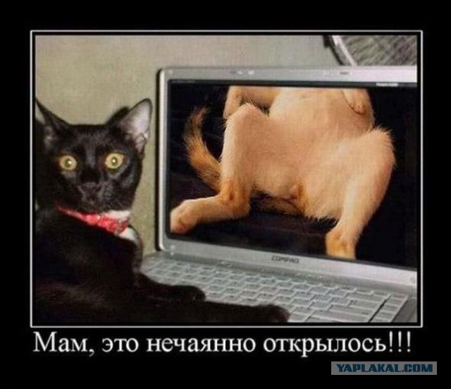 Смешные картинки