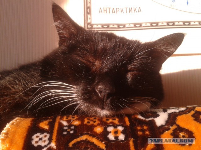 Новогодний котовторник,05.01.16.