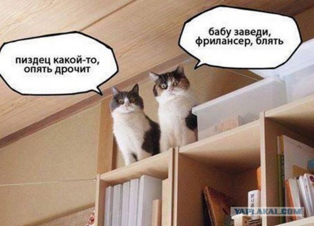 Пучок смешных картинок