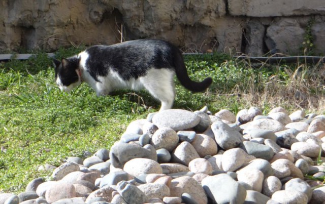 Котовторник 26.01.2016