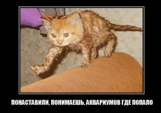 Демы к котовторнику!