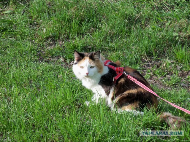 Котовторник 19.04.2016