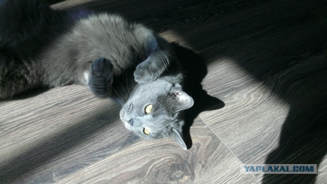 Котовторник 19.04.2016