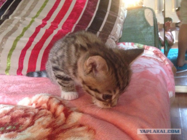 Котовторник. Алиса. Одно из лучших творений природы.