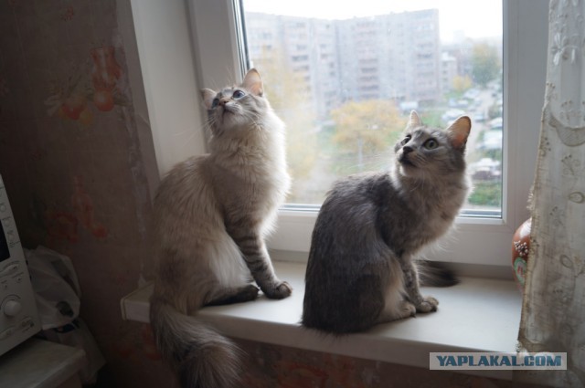 Котовторник 30.08.2016
