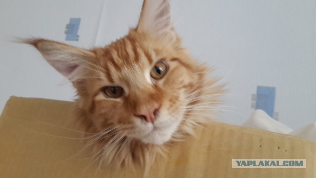Котовторник 30.08.2016