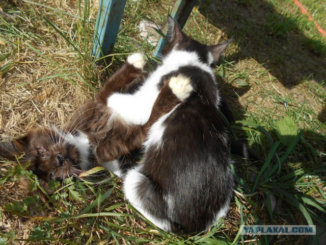 Жизнь домашнего приюта для котеек 132